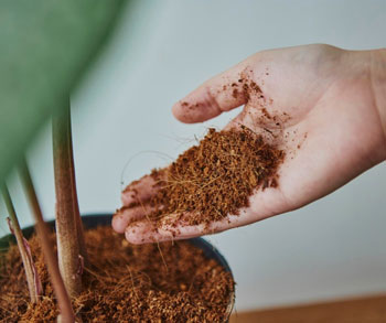 Why Cocopeat is the Best Growing Medium for Agriculture & Horticulture