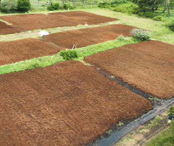 Coir Fibre Applications: From Agriculture to Home & Industrial Use