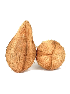 Coconut & By-products