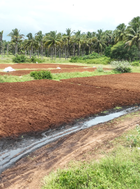 Cocopeat High EC